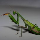 Louva-a-Deus (Praying Mantis) Mantis religiosa
